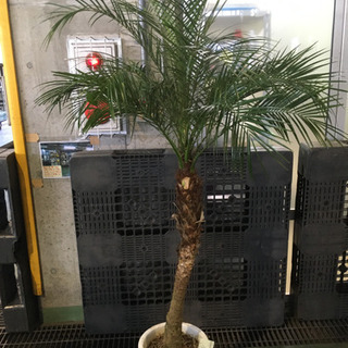 観葉植物　フェニックロベ