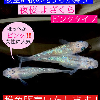 メダカの稚魚販売します❽夜桜【よざくら】ピンクタイプ❤️ほっぺが...