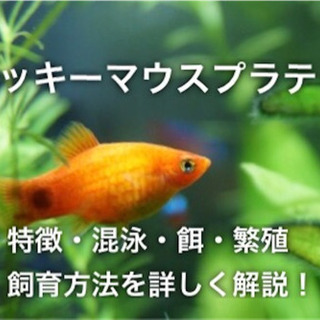 【ネット決済】ミッキーマウスプラティ　熱帯魚