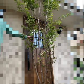 【ネット決済】【交渉中】樹高約3mのヒメシャラ？　庭木　植栽