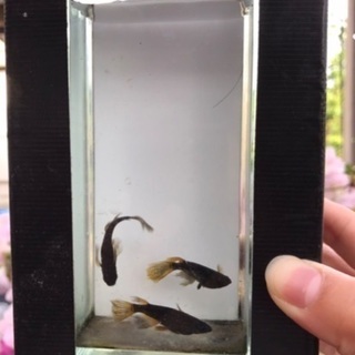 中古アカヒレが無料 格安で買える ジモティー 中古アカヒレが無料 格安で買える ジモティー