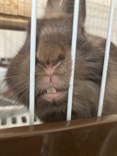 12月うまれ 不正咬合のライオンラビット Mixオスうさぎ Haruka Tor 札幌のその他の里親募集 ジモティー