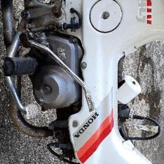 シャリー:(モンキー、ゴリラ、ダックス、カブ)