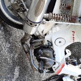 シャリー:(モンキー、ゴリラ、ダックス、カブ)