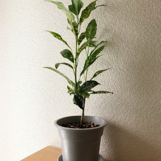 観葉植物　クロトン・ギンガ　35cm　グレーカラーの3.5号鉢と...