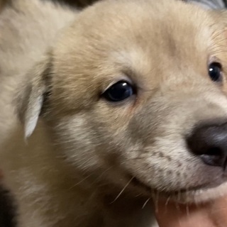 カウスくん✴︎２ヶ月✴︎男の子 - 犬