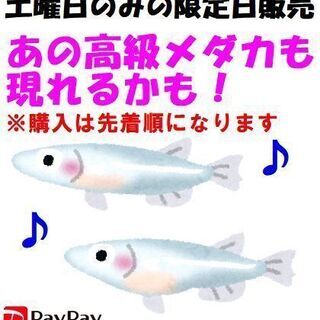 無人メダカ販売☆極赤錦☆三色体外光☆尼崎市南塚口町1丁目にオープンの無人古着屋「無人古着屋MN塚口店」 - リサイクルショップ