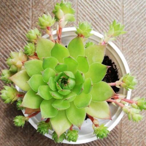 多肉植物センペルビューム抜き苗 Nana 川口のその他の中古あげます 譲ります ジモティーで不用品の処分 多肉植物センペルビューム抜き苗 Nana 川口のその他の中古あげます 譲ります ジモティーで不用品の処分
