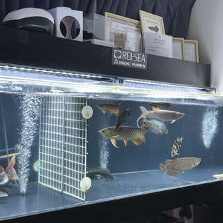 大型魚 古代魚の画像