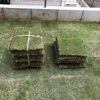 中古高麗芝が無料 格安で買える ジモティー