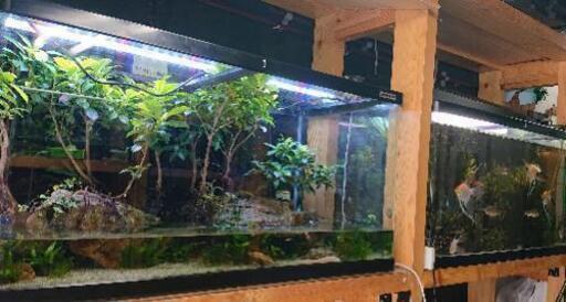 ニッソー90センチ曲げガラス水槽、オールガラス水槽に入れ替えの為出品