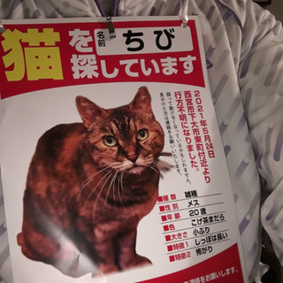 ⭐️ 猫　探しています　20歳メス　サビ