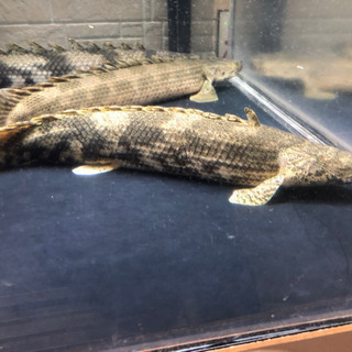 ワイルドポリプテルスエンドリケリー約43センチ