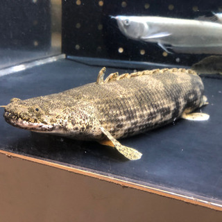 ワイルドポリプテルスエンドリケリー約43センチ