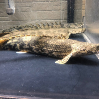 ワイルドポリプテルスエンドリケリー約43センチ ワイルドポリプテルスエンドリケリー約43センチ