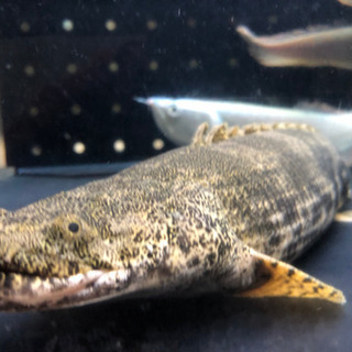 ワイルドポリプテルスエンドリケリー約43センチ ワイルドポリプテルスエンドリケリー約43センチ