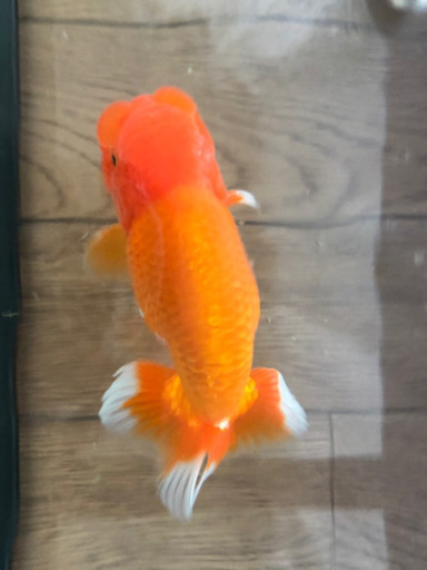 予約！協会系らんちゅう.出目ピンポン.らんちゅう稚魚