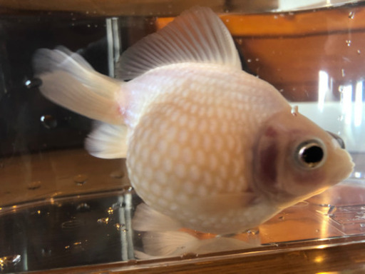 予約！協会系らんちゅう.出目ピンポン.らんちゅう稚魚