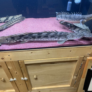 ポリプテルス アンソルギー Wild