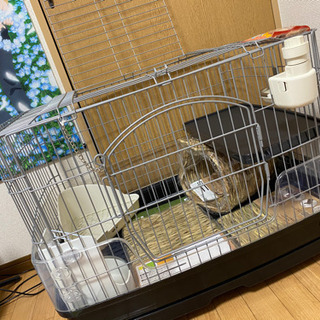 新作グッ うさぎのゲージetc.. その他