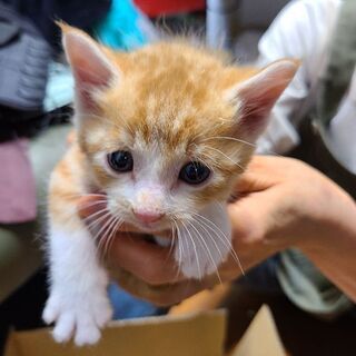 [一旦受付中止]野良母猫不在のため緊急で子猫3匹保護しました。 - 猫