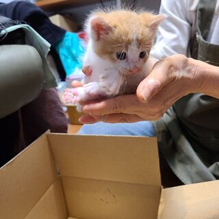 [一旦受付中止]野良母猫不在のため緊急で子猫3匹保護しました。 − 石川県