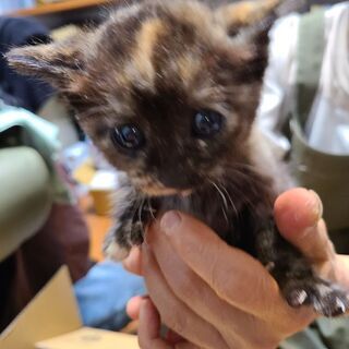 [一旦受付中止]野良母猫不在のため緊急で子猫3匹保護しました。 - 里親募集