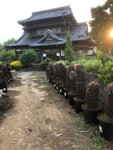 ソテツ原木