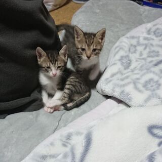 4月20日生まれの野良の子猫2匹