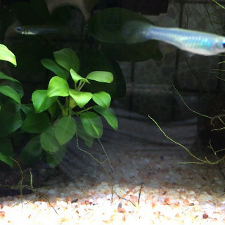 【終了】熱帯魚　コケ取り生体　水草　飼育グッズ