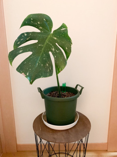 モンステラ　イエローモンスター　鉢ごと