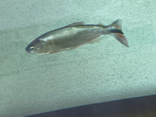 ドラド　約23cm
