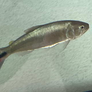 ドラド　約23cm ドラド 約23cm