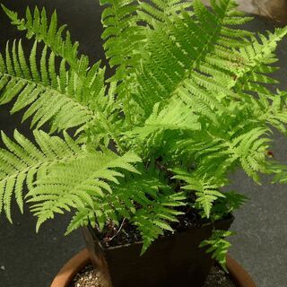 クサソテツ（コゴミ）の鉢植え