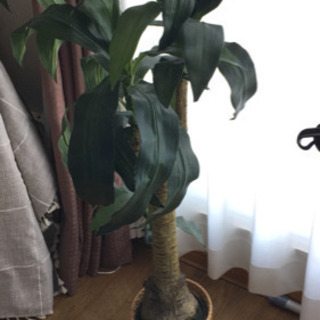 造花 植物 幸福の木 ドラセナ フェイクグリーン