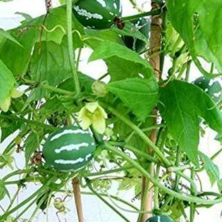 スズメウリの中古が安い 激安で譲ります 無料であげます ジモティー