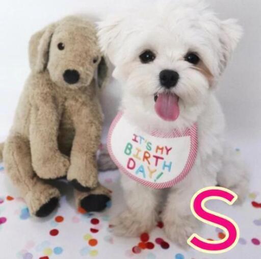 バースデースタイ誕生日犬猫ワンちゃんペット可愛いハッピーエプロンペット用品ハッピーバースデー ひー 岐阜の子供用品の中古あげます 譲ります ジモティーで不用品の処分