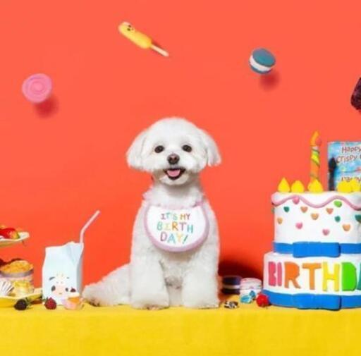 バースデースタイ誕生日犬猫ワンちゃんペット可愛いハッピーエプロンペット用品ハッピーバースデー ひー 岐阜の子供用品の中古あげます 譲ります ジモティーで不用品の処分