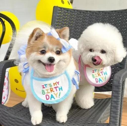 バースデースタイ誕生日犬猫ワンちゃんペット可愛いハッピーエプロンペット用品ハッピーバースデー ひー 岐阜の子供用品の中古あげます 譲ります ジモティーで不用品の処分