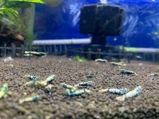 ゼウスシュリンプ10匹とオマケ7〜10匹