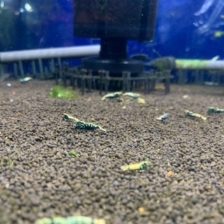 ゼウスシュリンプ10匹とオマケ7〜10匹