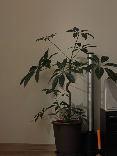 ツピタンサス　直接お渡し　or  配送　青森　秋田　岩手