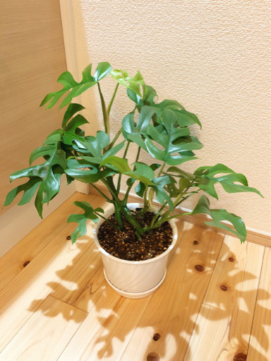 観葉植物　ヒメモンステラ　47cm　6号鉢と受け皿付き