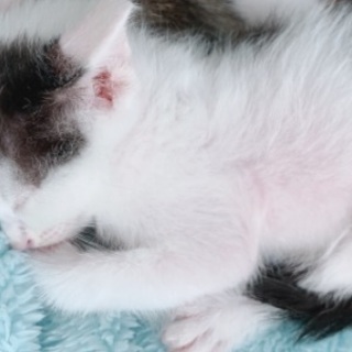 FIV1ヶ月子猫、白黒ハチワレさん。 - 猫