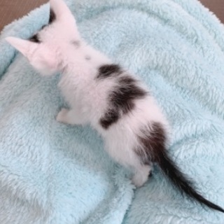 FIV1ヶ月子猫、白黒ハチワレさん。 − 福島県