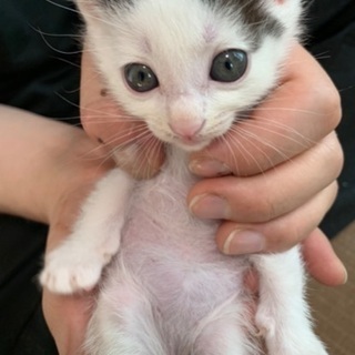 FIV1ヶ月子猫、白黒ハチワレさん。