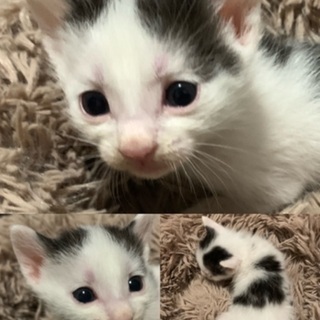 FIV1ヶ月子猫、白黒ハチワレさん。 - 里親募集
