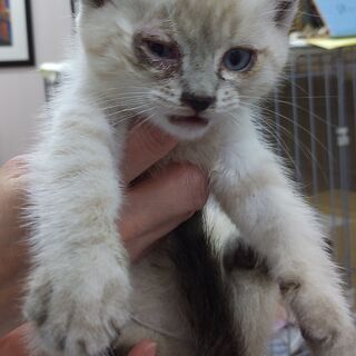 里親様決定！【2か月・猫風邪・結膜炎治療中　完治間近】青い目の元気な男の子 - 猫