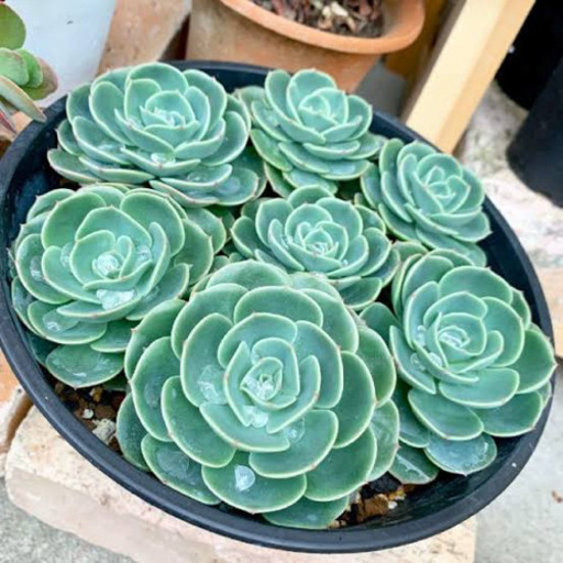 多肉植物 七福神 Yuuuu 岡山の買いたい くださいの助け合い ジモティー