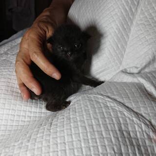 ※一時停止※【募集】うるうる愛らしい黒の子猫（生後１〜２週間）の画像